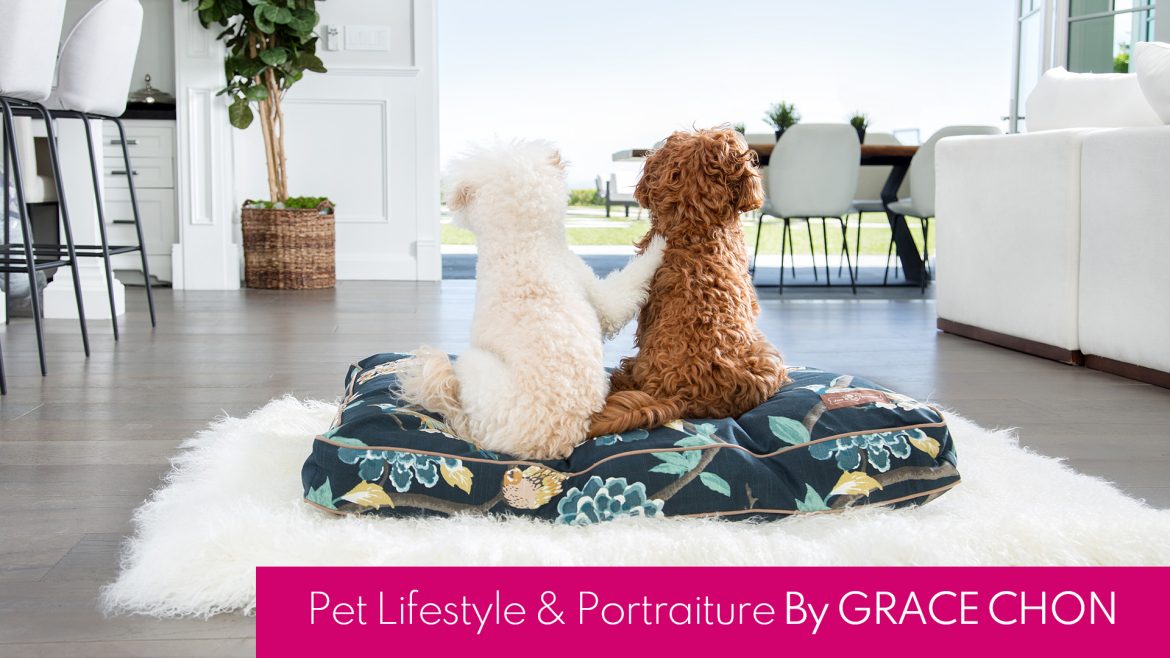 Pet Lifestyle And Portraiture By Grace Chon