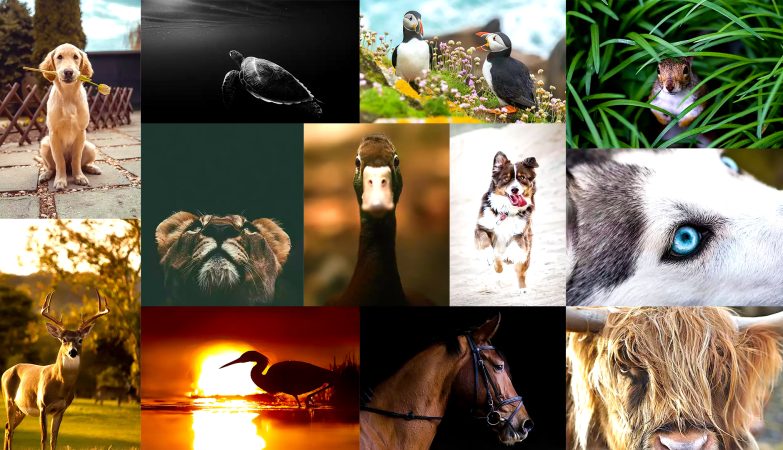 30 Unique Animal Photography Examples To Inspire You