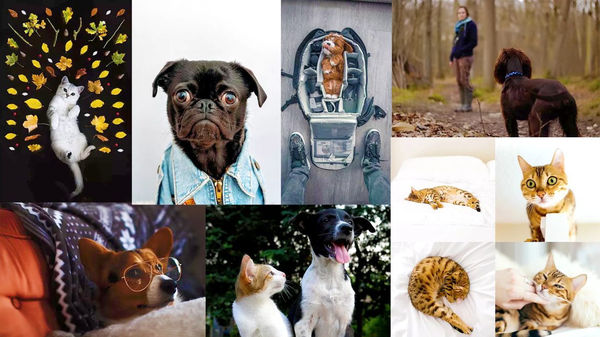 How To Get Creative With Pet Portraits