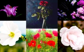 How To Take Beautiful Flower Photos With Your Smartphone: Here Is 12 Tips