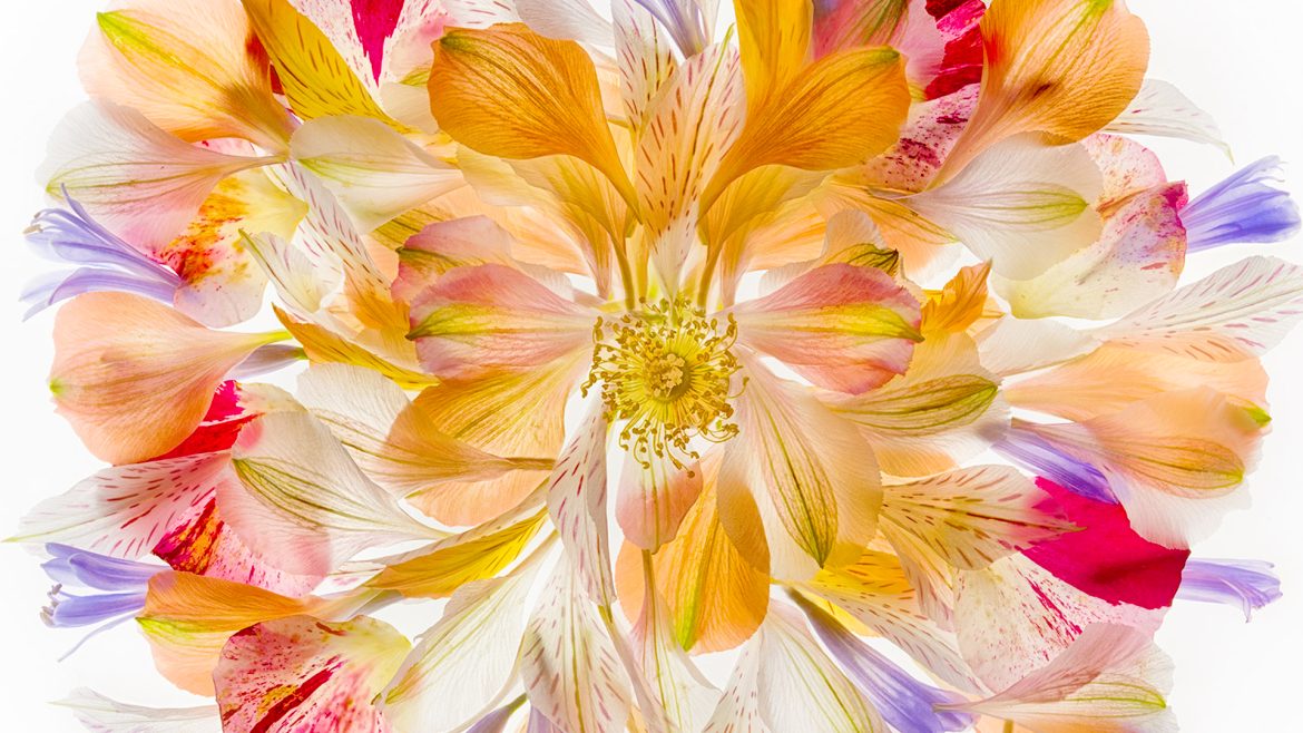 Photographing Flowers For Transparency | A Talk By Harold Davis